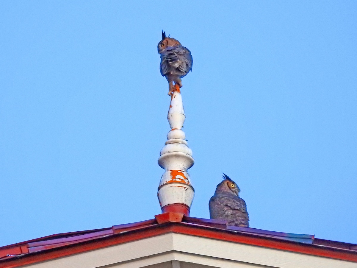 Great horned owls on top of lighthouse at Lake Sumter