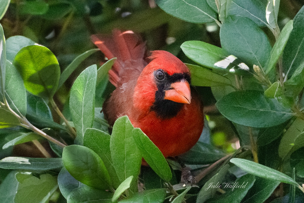 Northern cardinal riding out storm in the Village of Bonnybrook
