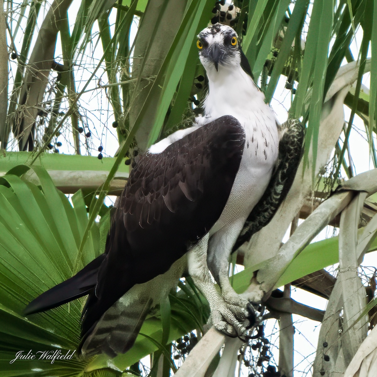Osprey perched in palm tree in the Village of Charlotte