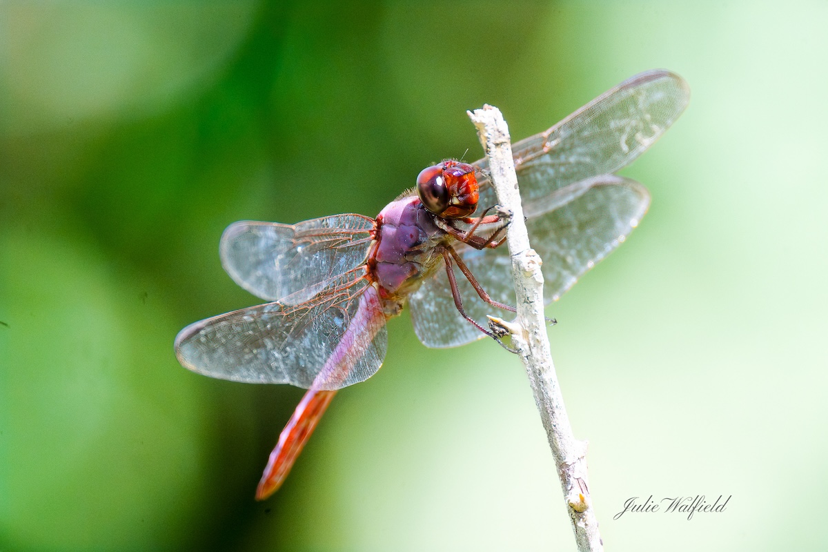 Roseate skimmer resting on plant in the Village of DeLuna