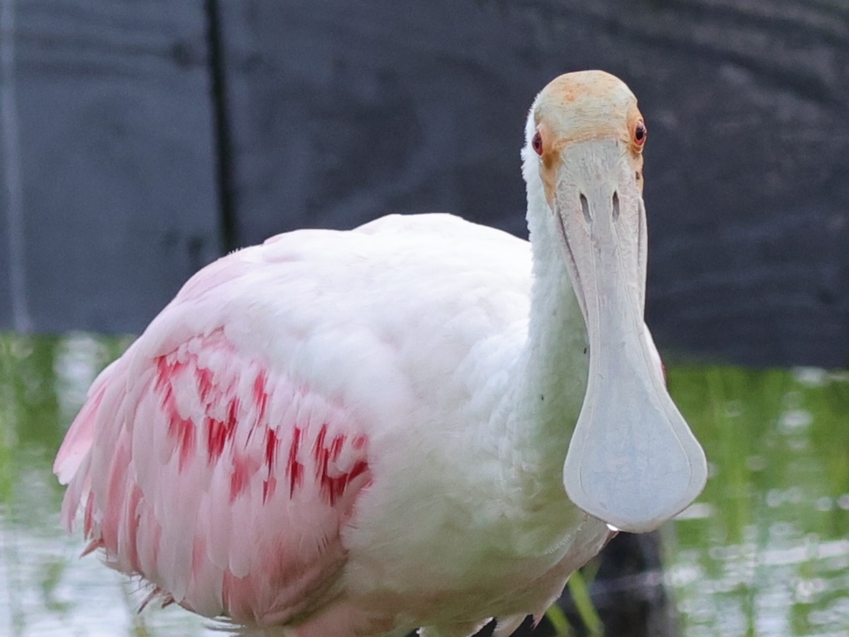 Roseate spoonbill on full display at Hogeye Pathway