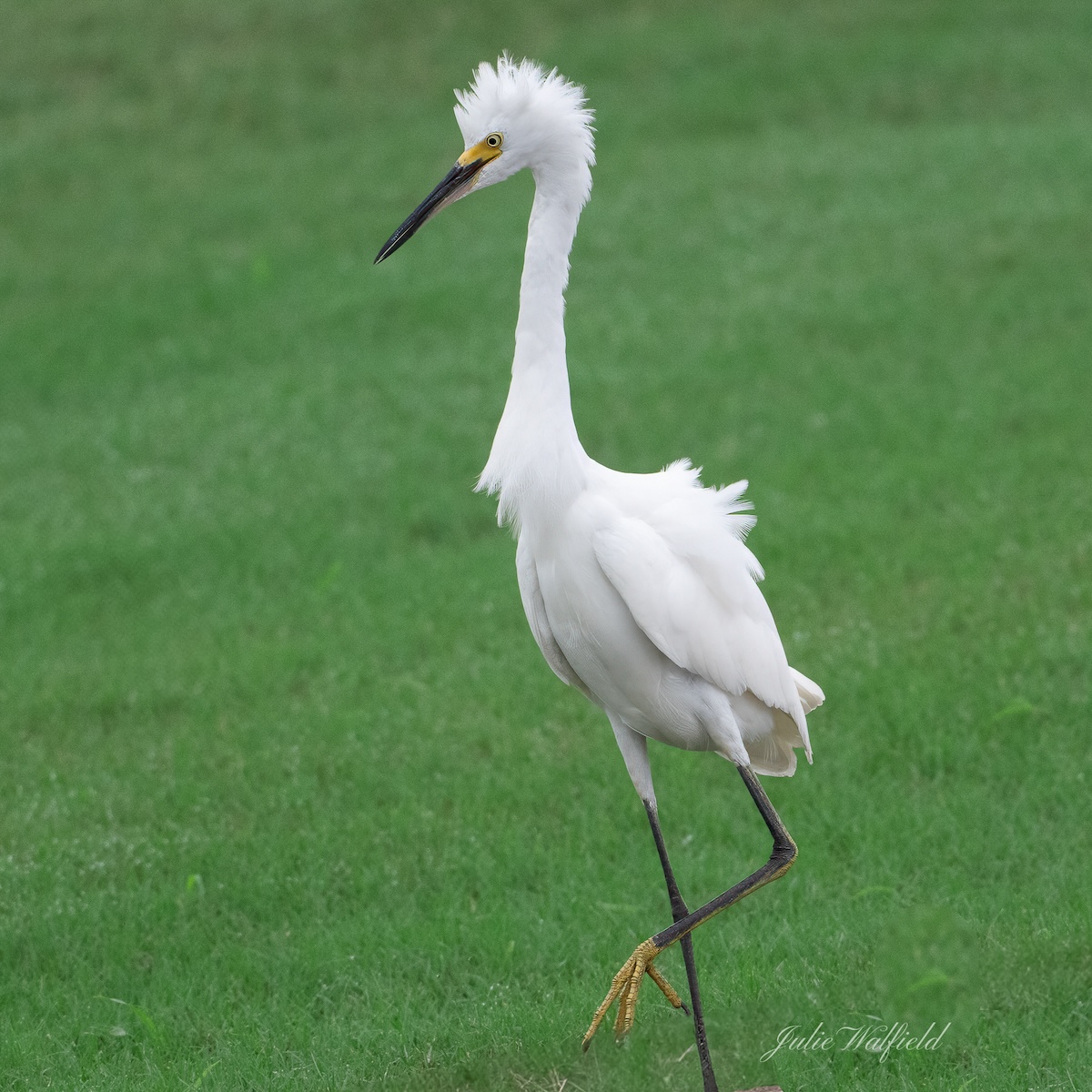 Snowy egret on full display in the Village of Richmond