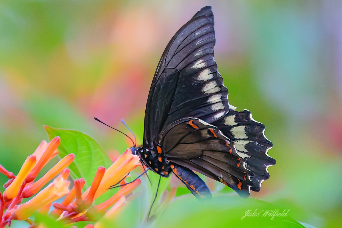 Swallowtail butterfly resting on flower in the Village of DeLuna