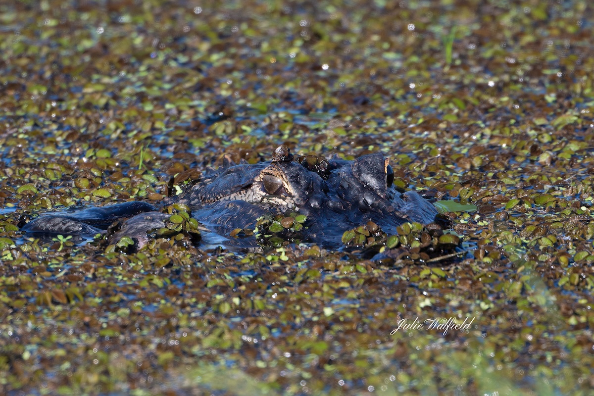 Alligator blending into environment in The Villages
