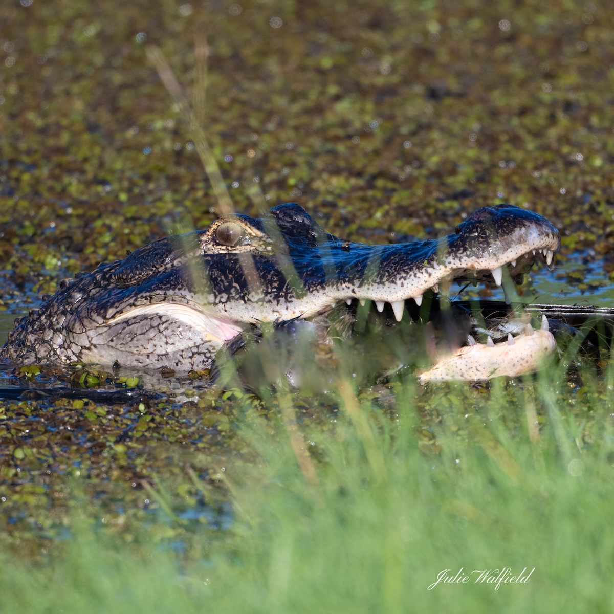 Alligator munching on breakfast in The Villages