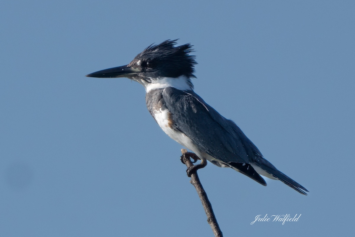 Belted kingfisher perched along Hogeye Pathway in The Villages