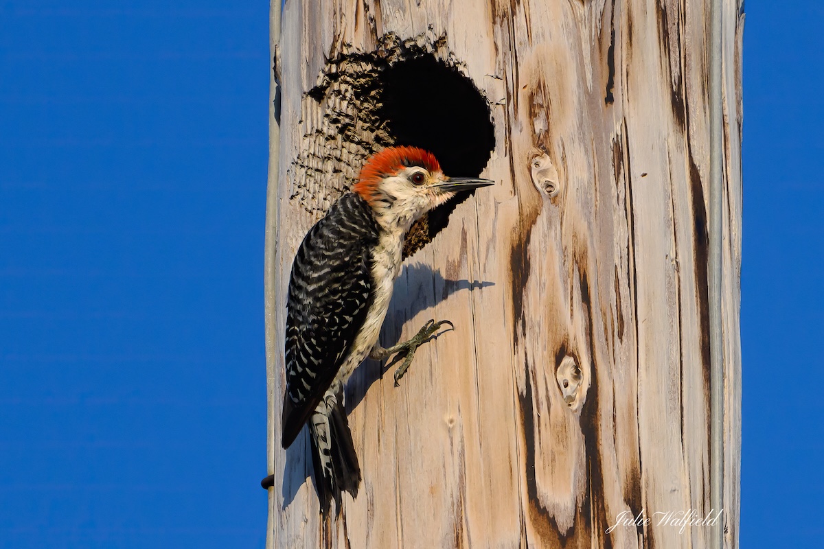 Red-bellied woodpecker moving into new home in the Village of Fenney