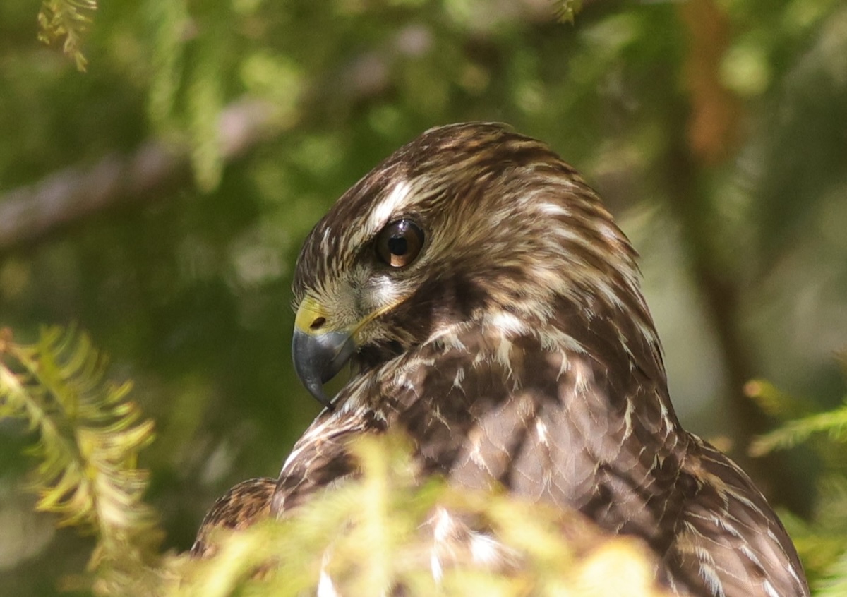 Red-shouldered hawk hunting at Wilkerson Creek Park