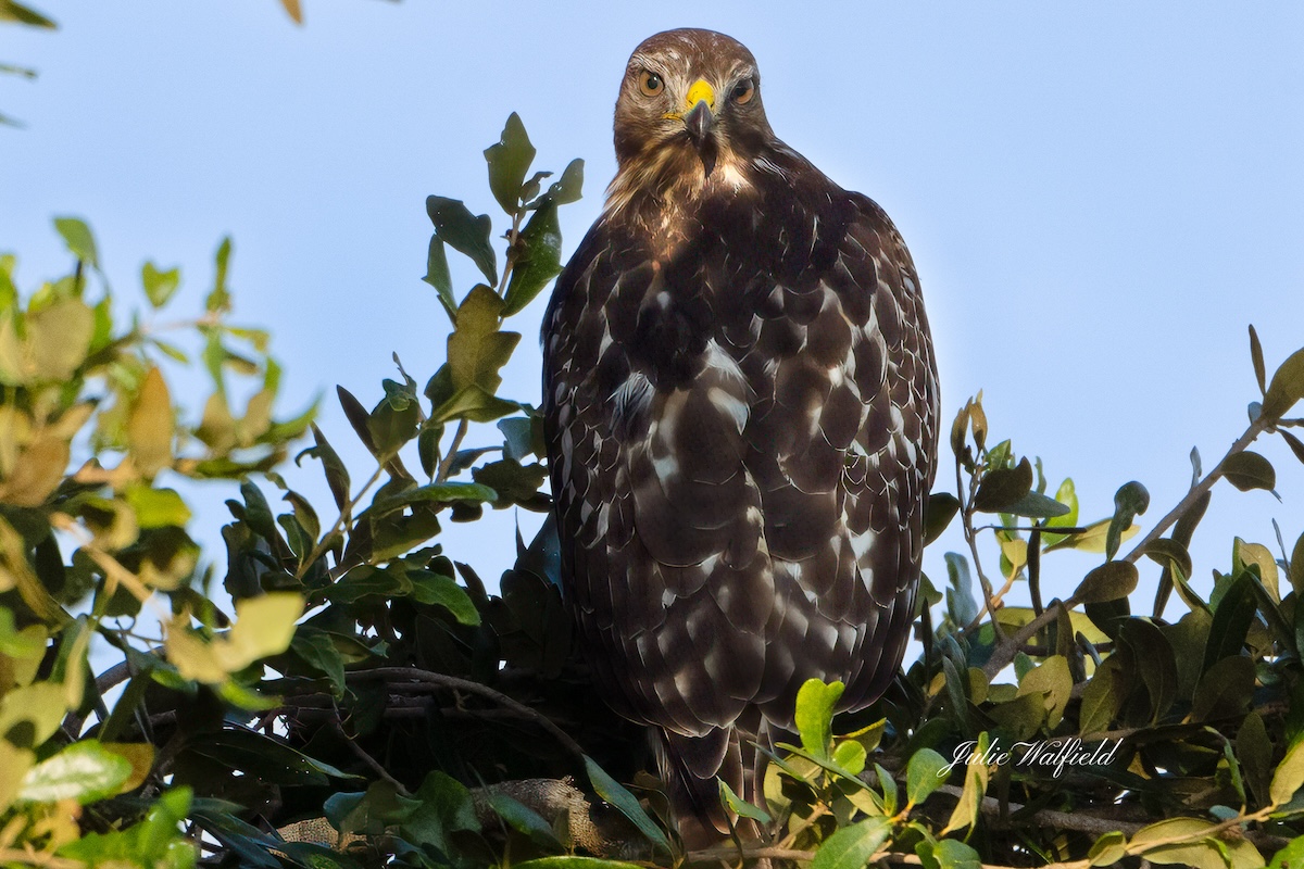 Red-shouldered hawk keeping watch over the Village of Charlotte