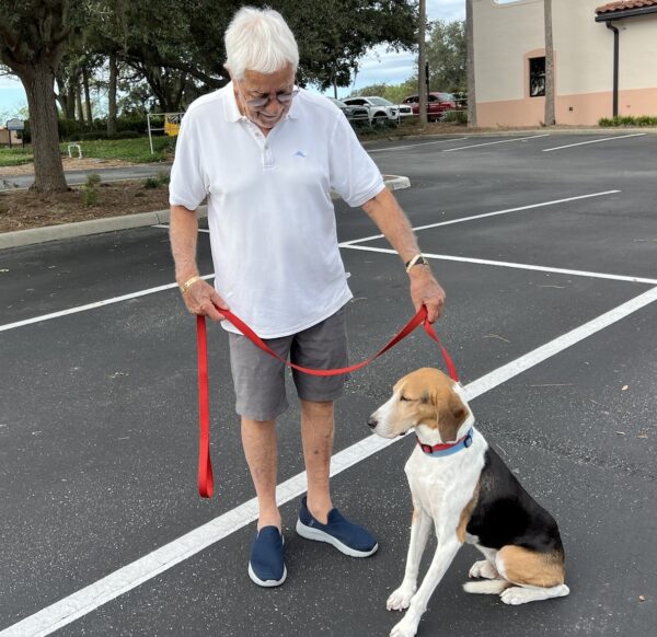 Tobie, the English Foxhound with Peter Aiello. Tobie, the English Foxhound with Peter Aiello.