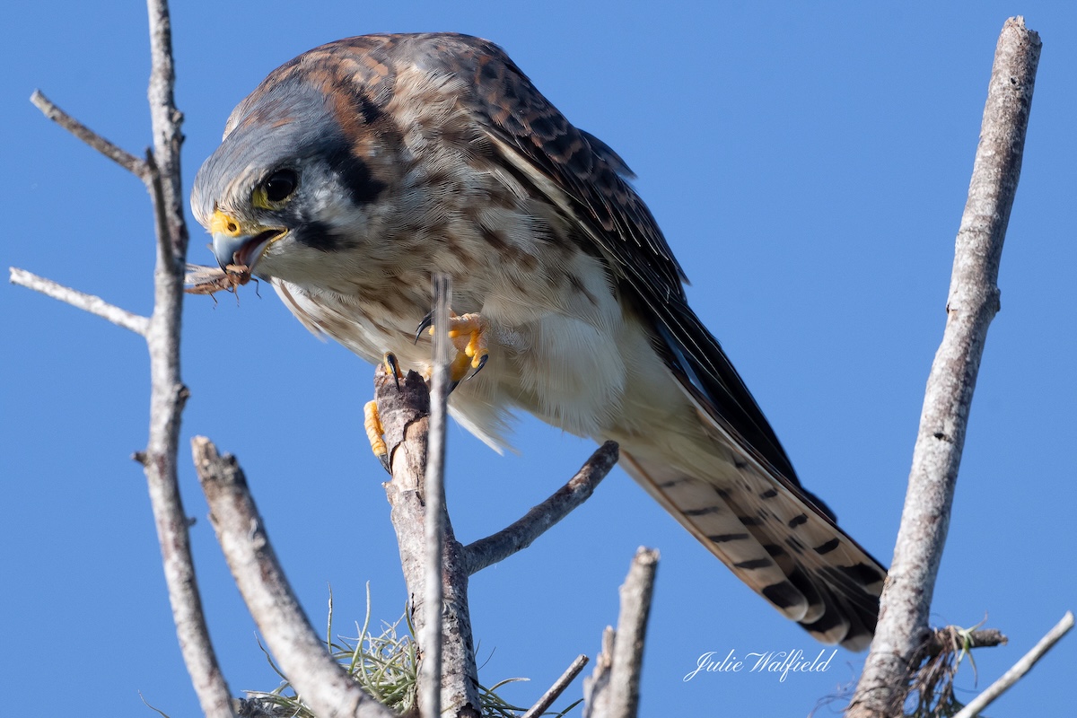 American kestrel snags grasshopper along Hogeye Pathway
