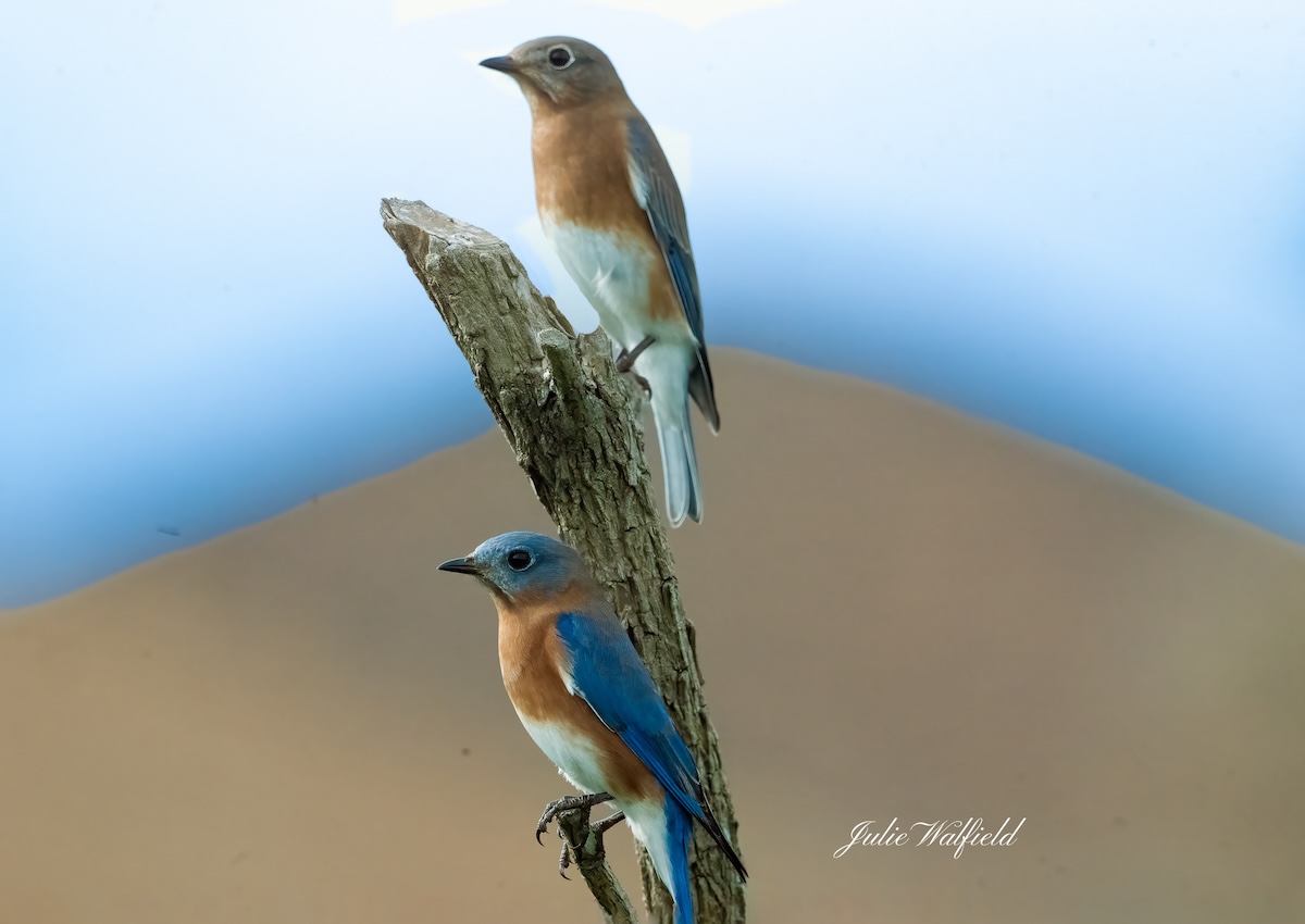 Eastern bluebirds looking for new home in the Village of Newell