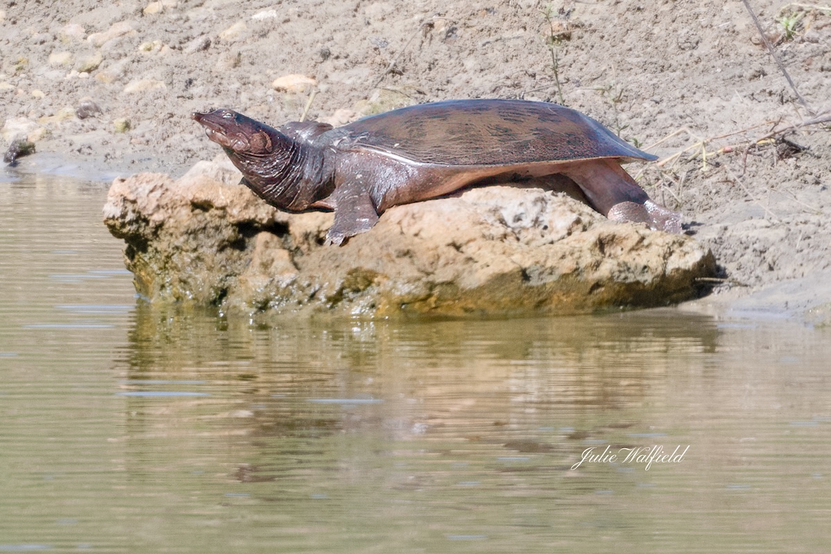 Florida softshell turtle catching rays at Briarwood Executive Golf Course