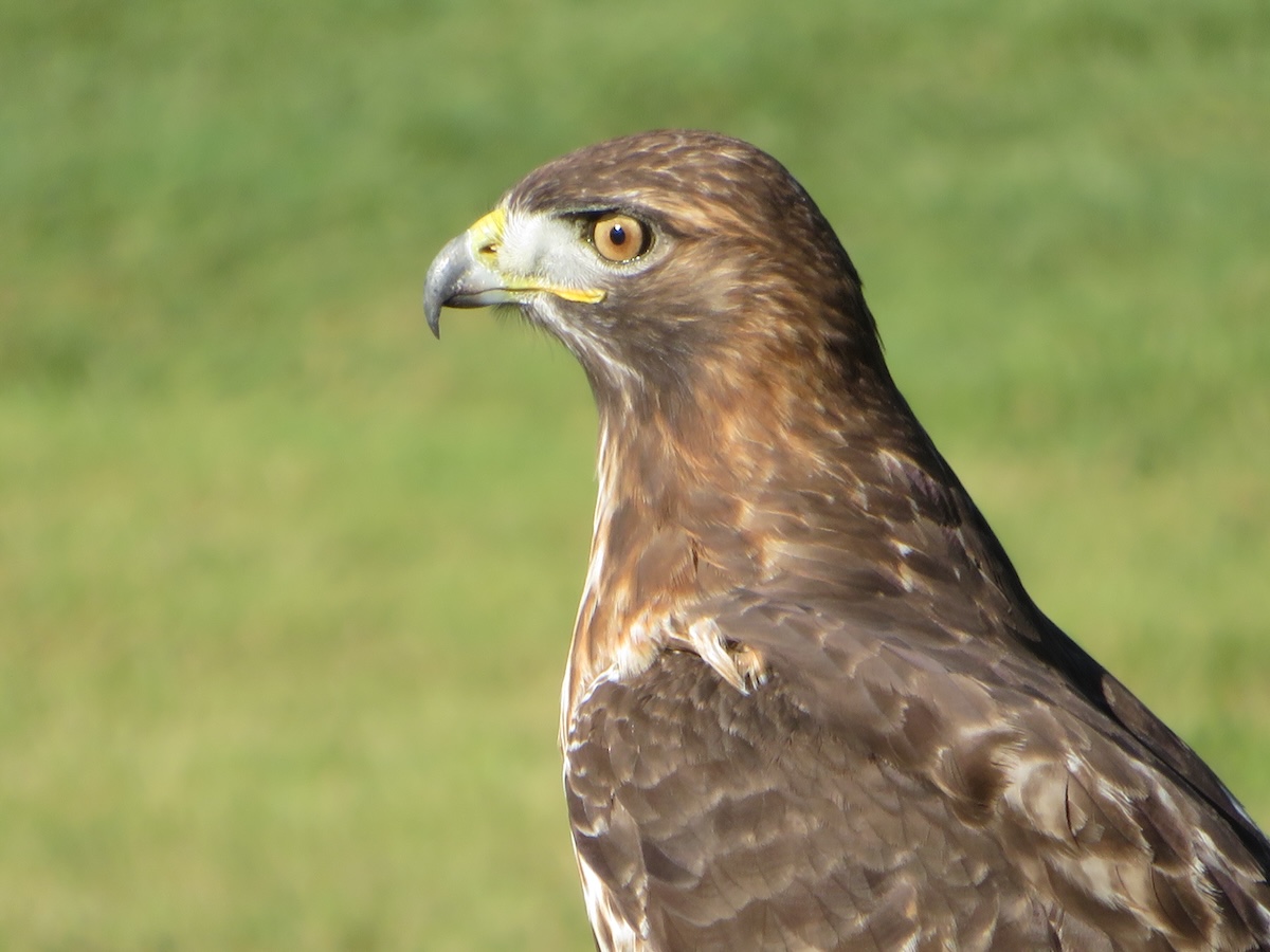 Red-tailed hawk in the Village of Pine Ridge