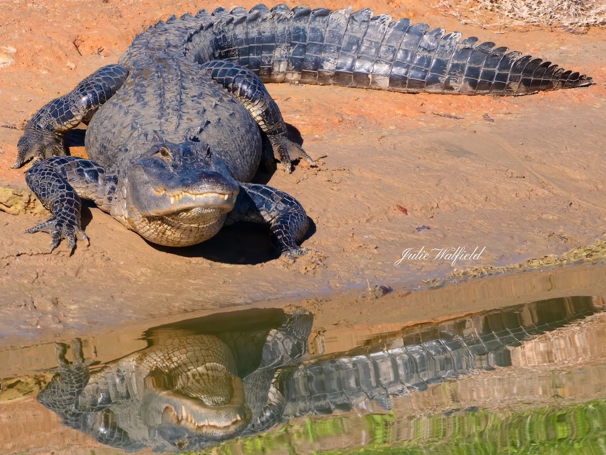 Alligator basking in the sun in The Villages