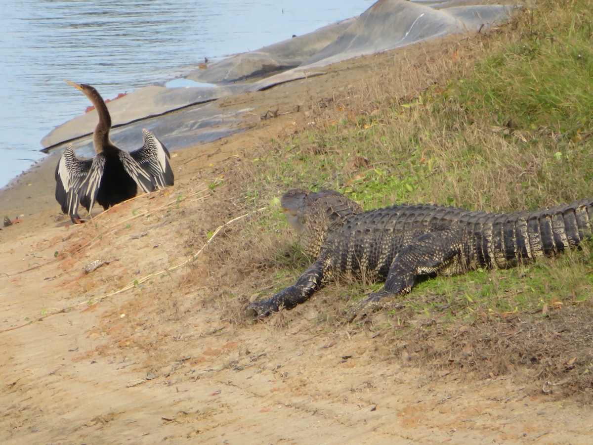 Alligator stalking anhinga in The Villages