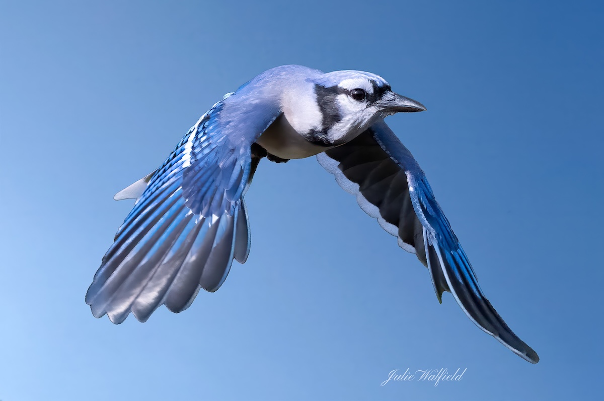 Blue jay soaring above the Village of Newell