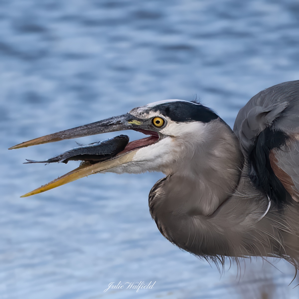 Great blue heron catches a fish near Lake Miona