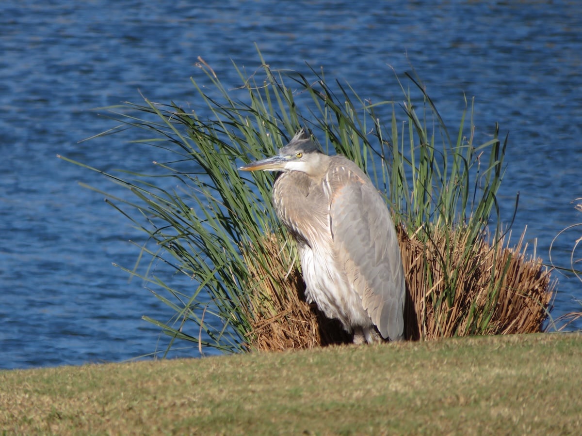 Great blue heron huddling for warmth in the Village of Pine Ridge