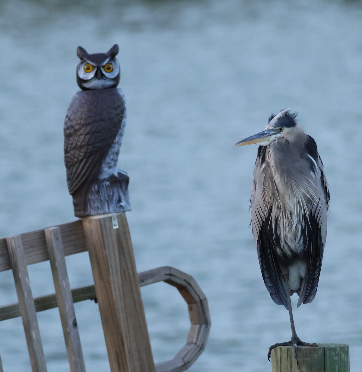 Great blue heron undeterred by owl decoy in The Villages