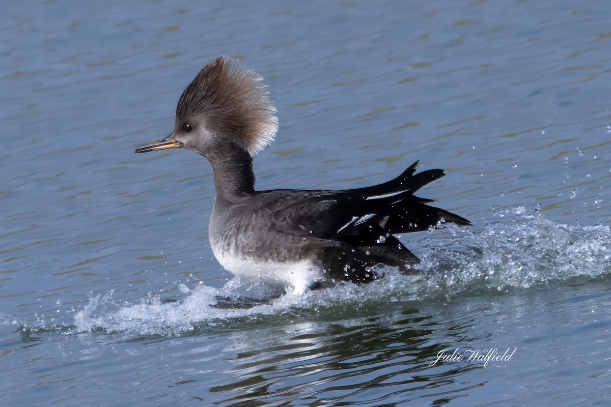Hooded merganser putting on display in the Village of Richmond