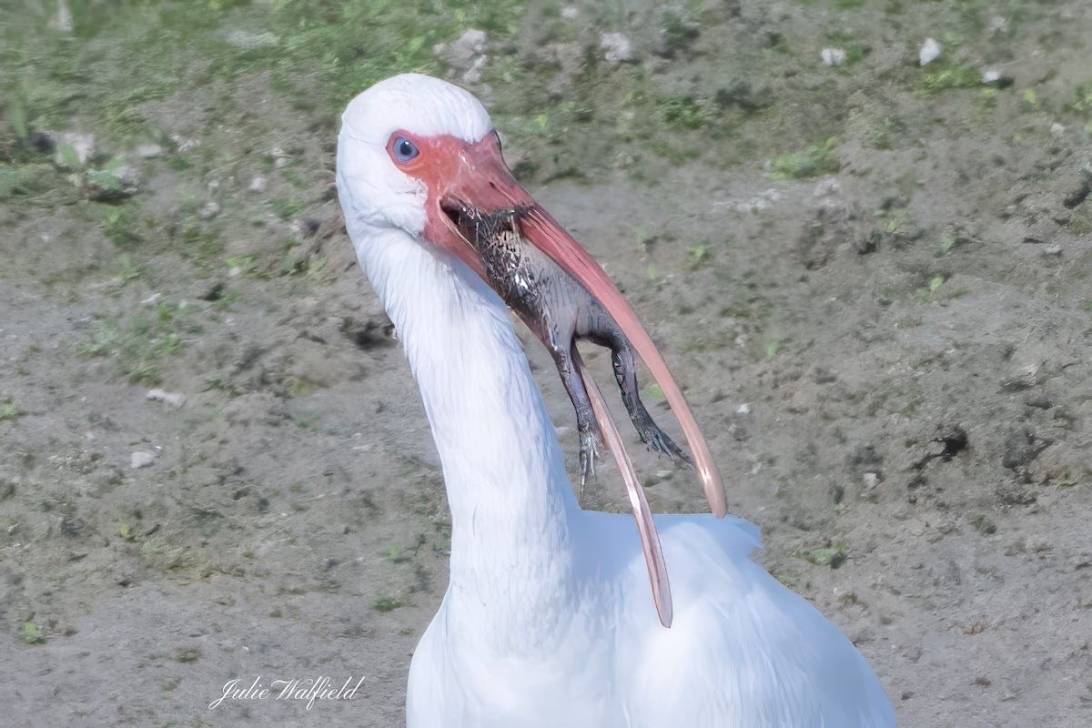 White ibis snacking on frog near the Everglades Recreation Center