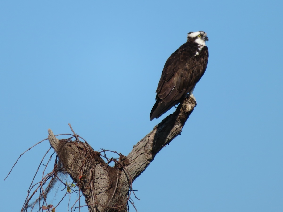 Osprey in the Village of Pine Ridge