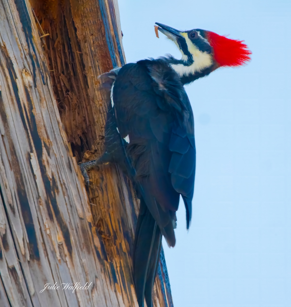 Pileated woodpecker pecking away in The Villages