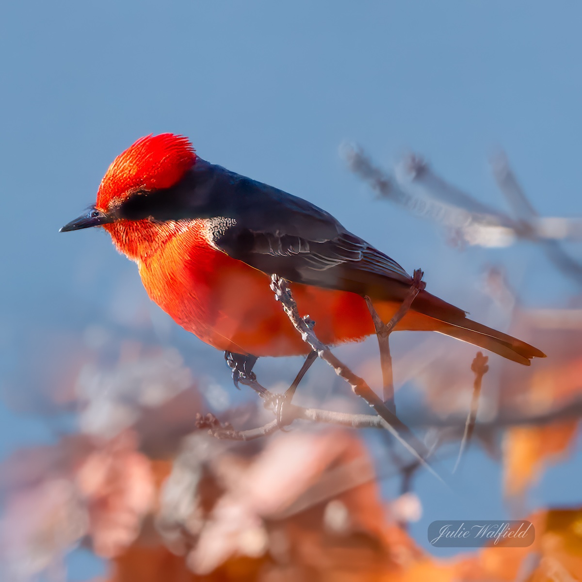 Vermilion flycatcher camouflaged in the Village of DeLuna