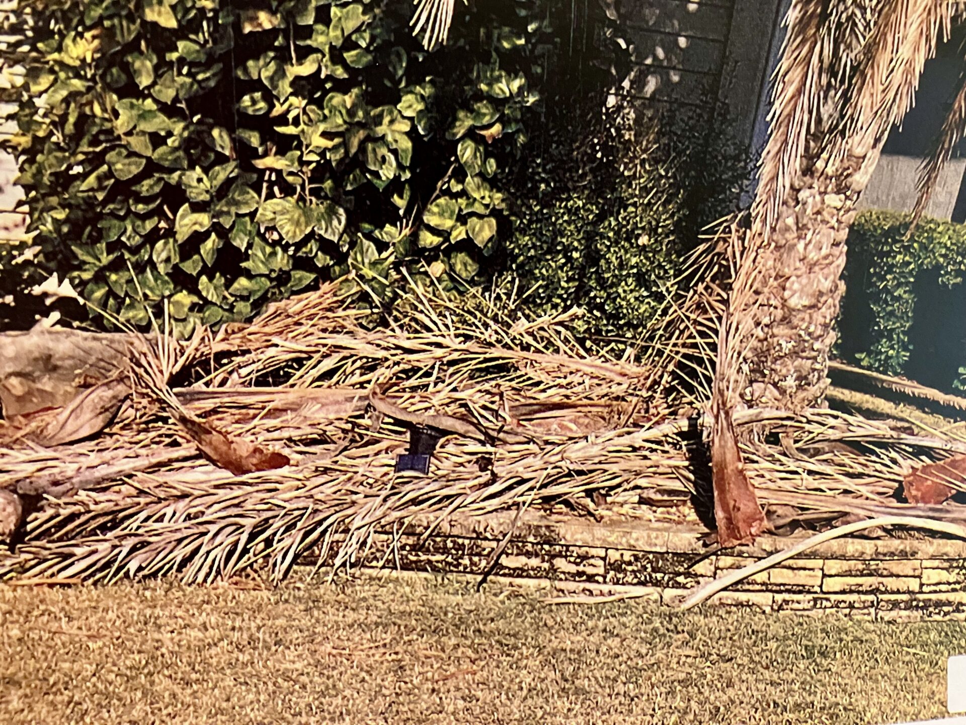 A Villager could face $50 daily fines over these dead palm fronds at his home in the Village of Charlotte