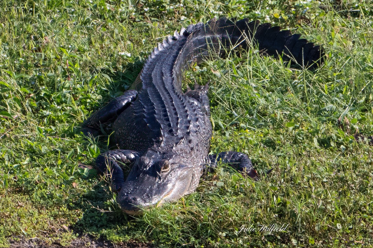 Alligator attempting to stay warm in The Villages