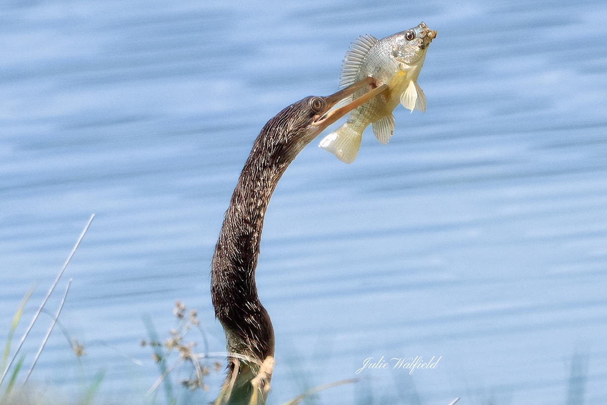 Anhinga fishing in the Village of Charlotte