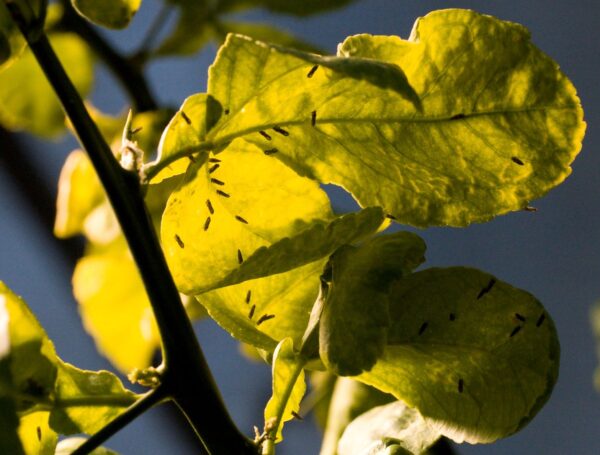 Asian citrus psyllids are the bugs that transmit the greening disease. Asian citrus psyllids are the bugs that transmit the greening disease.