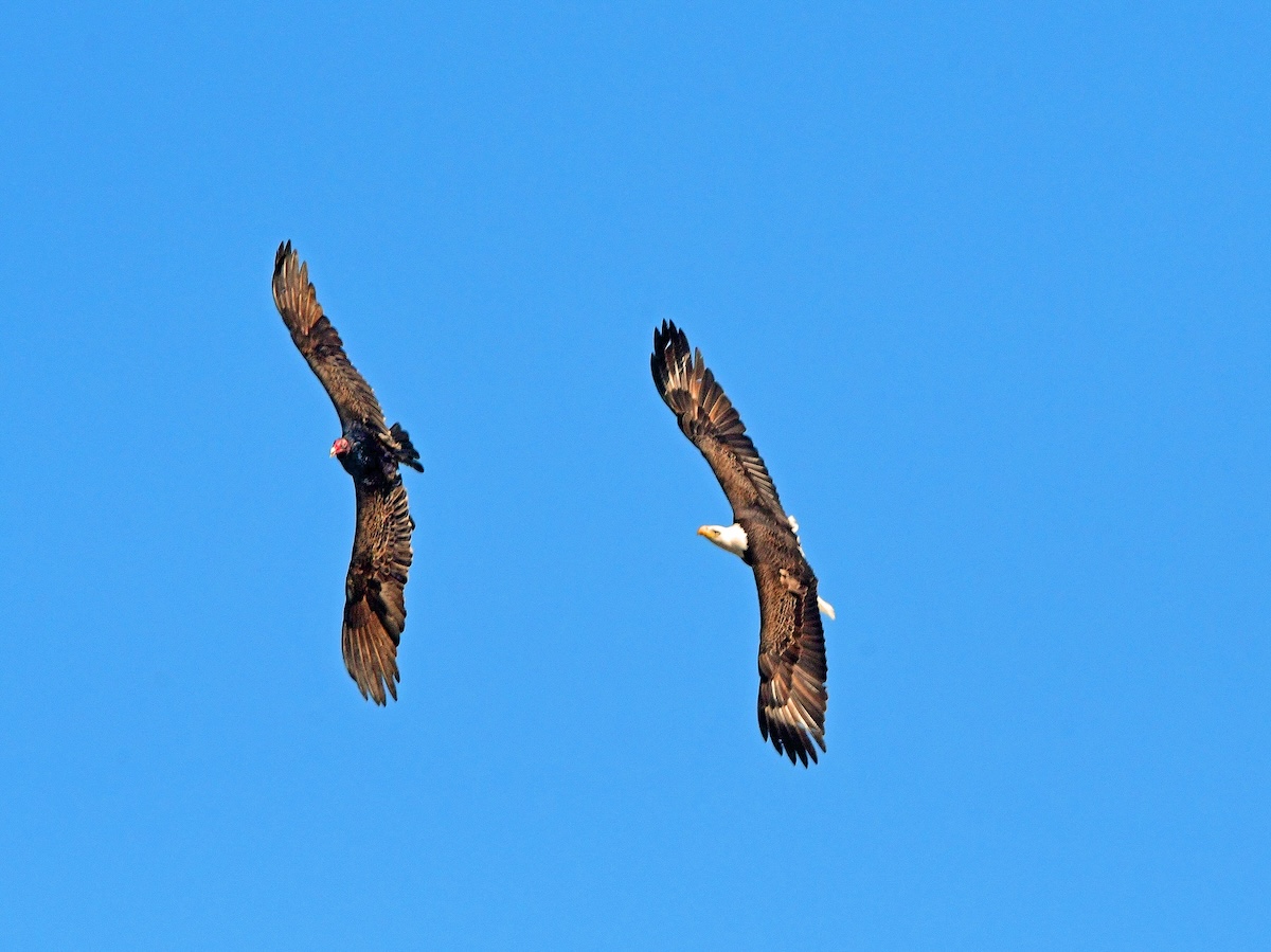 Bald eagle chases away vulture in The Villages