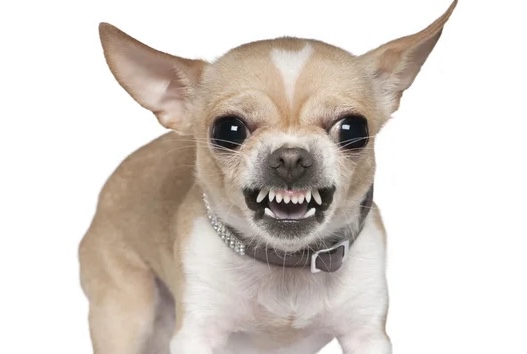 Dog Aggression