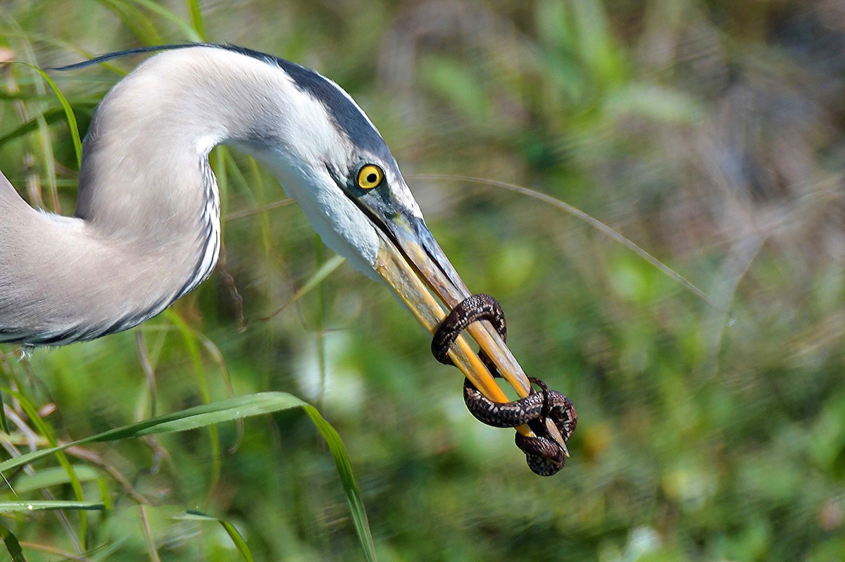 Great blue heron wrapped up by snake in The Villages