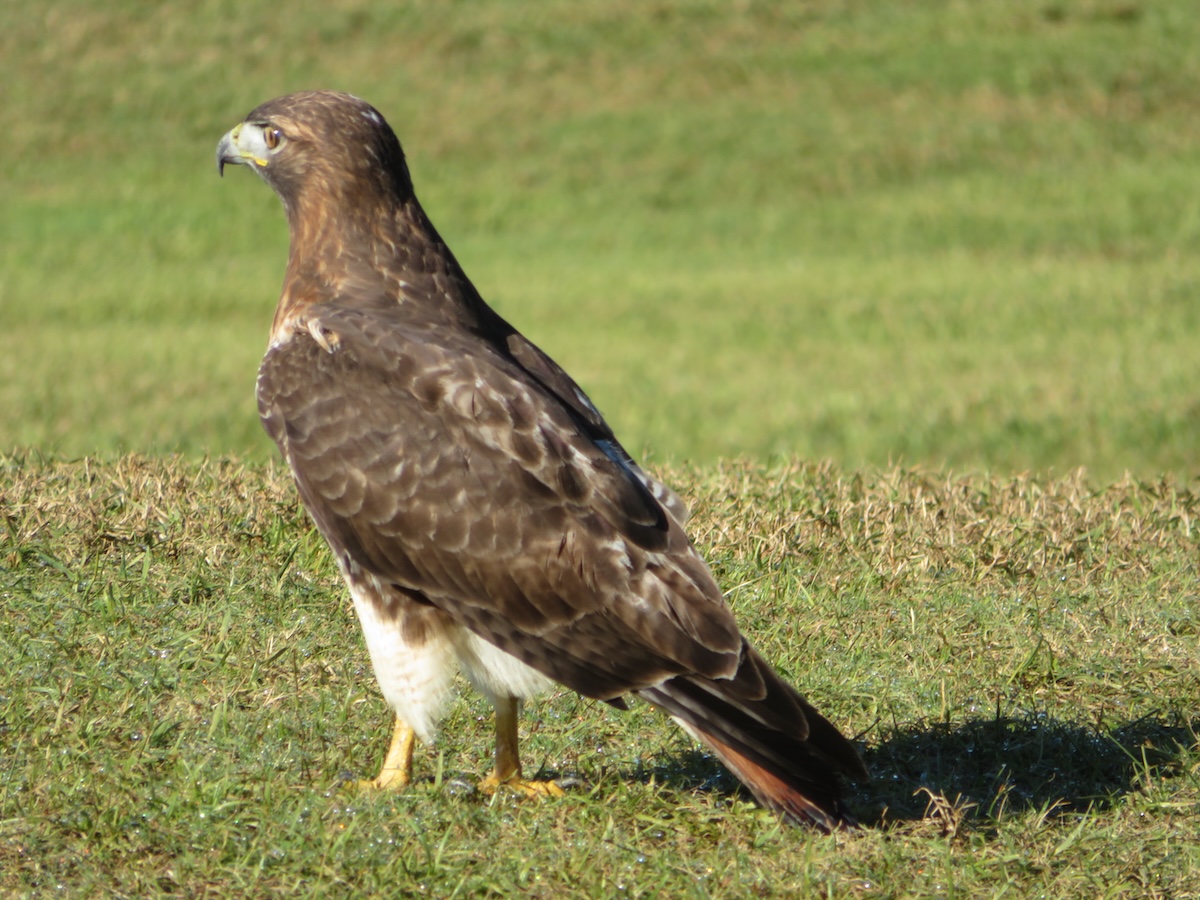 Red-tailed hawk hanging out in the Village of Pine Ridge
