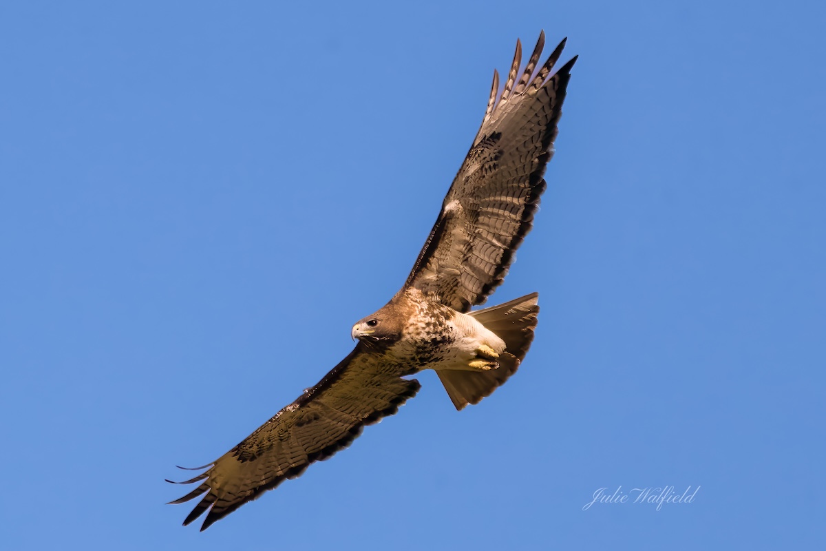 Red-tailed hawk soaring over Buena Vista Boulevard in The Villages