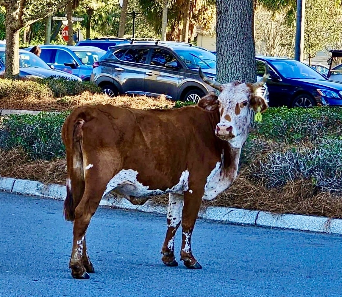 Steer featured