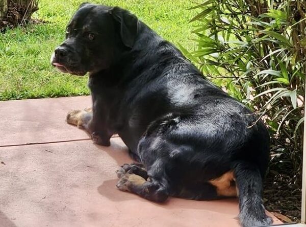 This photo of the dog was posted on social media This photo of the dog was posted on social media