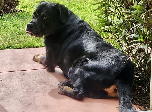 This photo of the dog was posted on social media