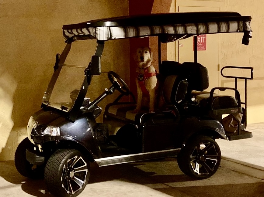 This privileged pooch was enjoying some VIP parking in The Villages