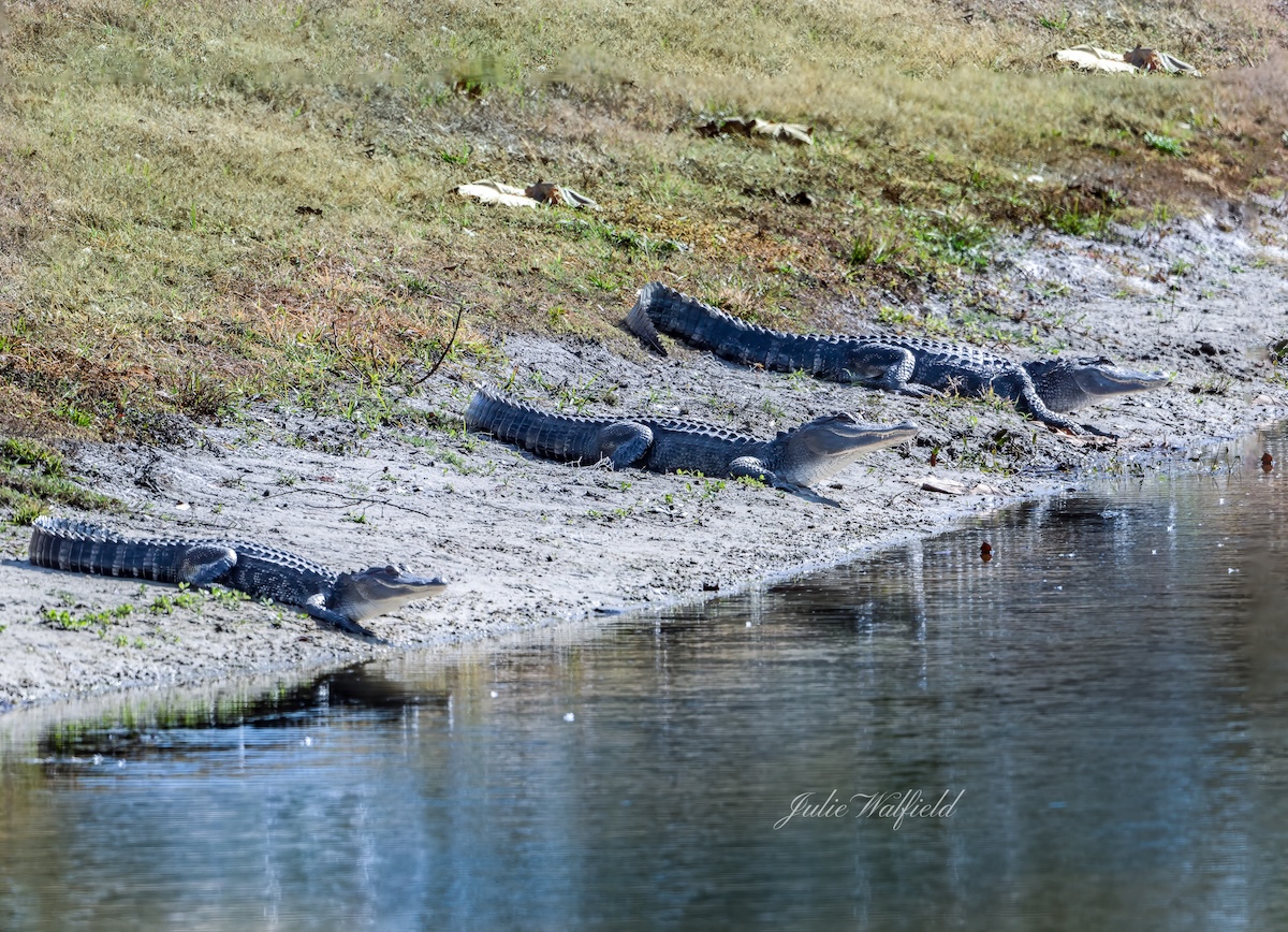 Trio of alligators catching some sun in The Villages