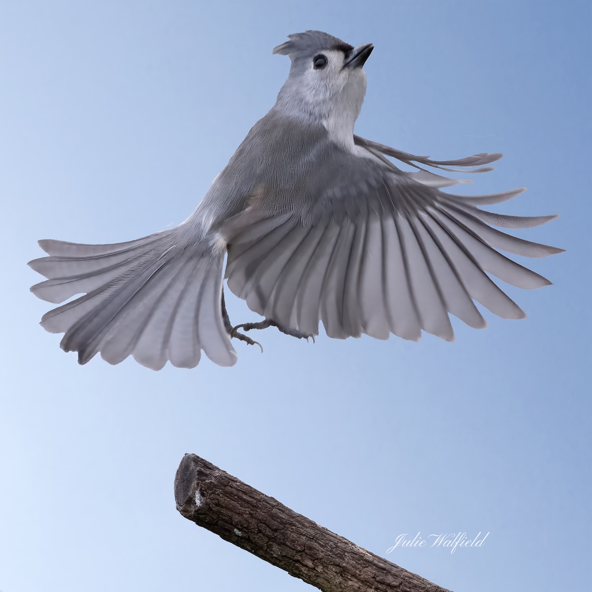 Tufted titmouse enjoying the afternoon sun in the Village of Richmond