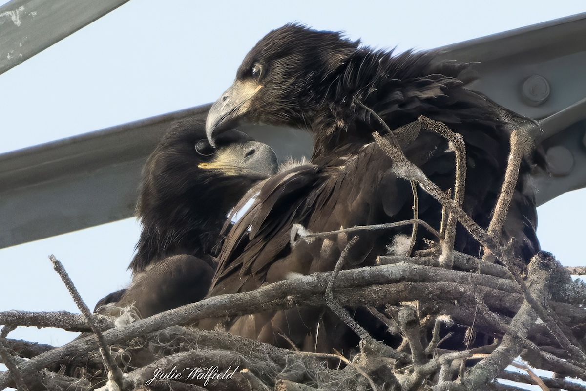 Bald eaglets cuddling at Briarwood Executive Golf Course