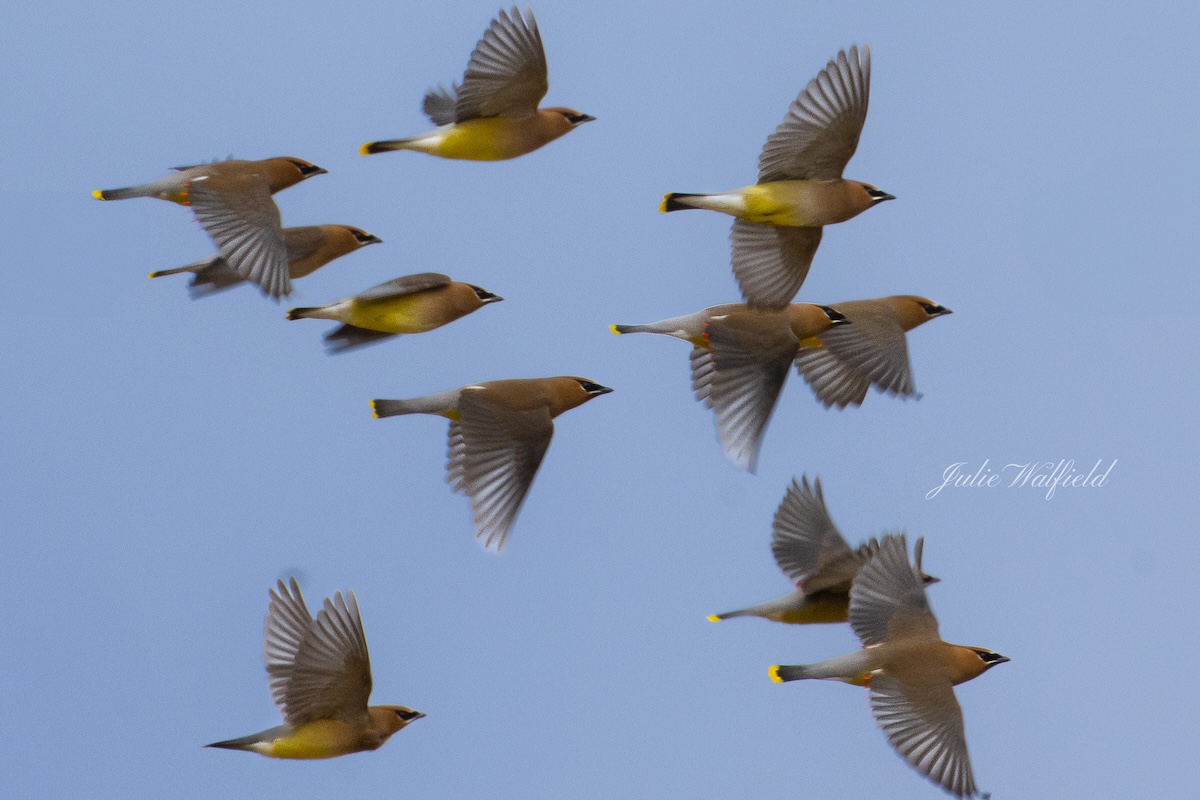 Flock of cedar waxwings in the Village of Dunedin