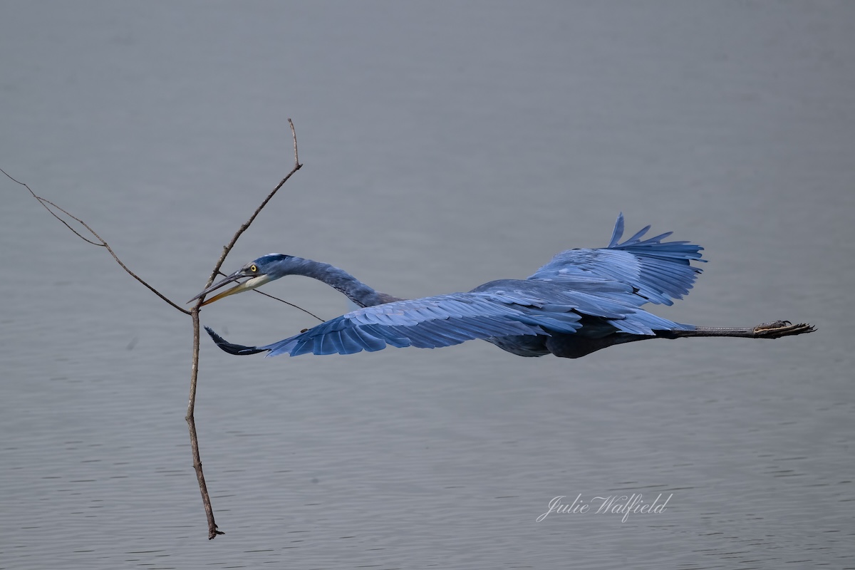 Great blue heron preparing nest in The Villages