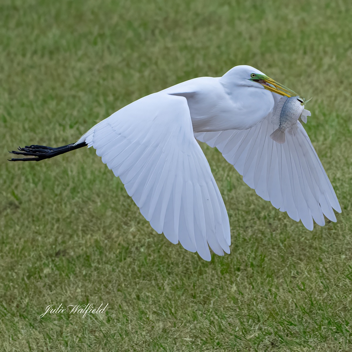Great egret with the catch of the day in the Village of Newell