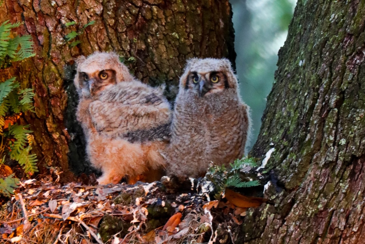 Great horned owlets along Black Lake Walking Path