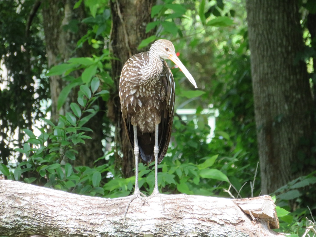 Limpkin in the Village of Pine Ridge